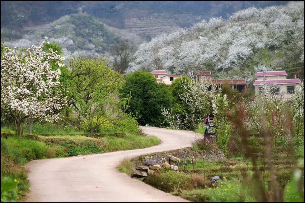 【春天，广西桂林灌阳县向您发出邀请！】我们在灌阳看梨花 - 游山玩水 - 遵义生活社区 - 遵义28生活网 zunyi.28life.com