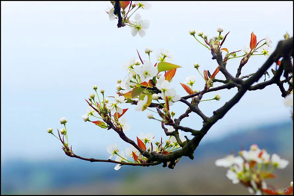 【春天，广西桂林灌阳县向您发出邀请！】我们在灌阳看梨花 - 游山玩水 - 遵义生活社区 - 遵义28生活网 zunyi.28life.com