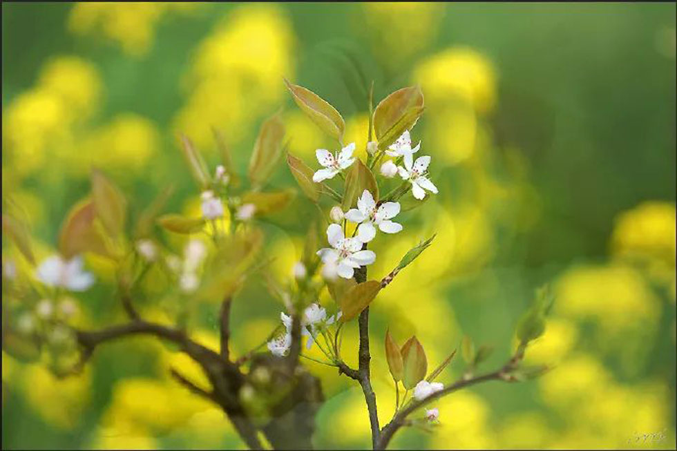 【春天，广西桂林灌阳县向您发出邀请！】我们在灌阳看梨花 - 游山玩水 - 遵义生活社区 - 遵义28生活网 zunyi.28life.com
