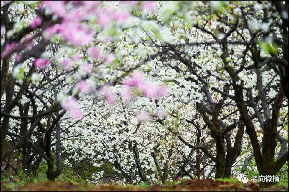 【春天，广西桂林灌阳县向您发出邀请！】我们在灌阳看梨花 - 游山玩水 - 遵义生活社区 - 遵义28生活网 zunyi.28life.com