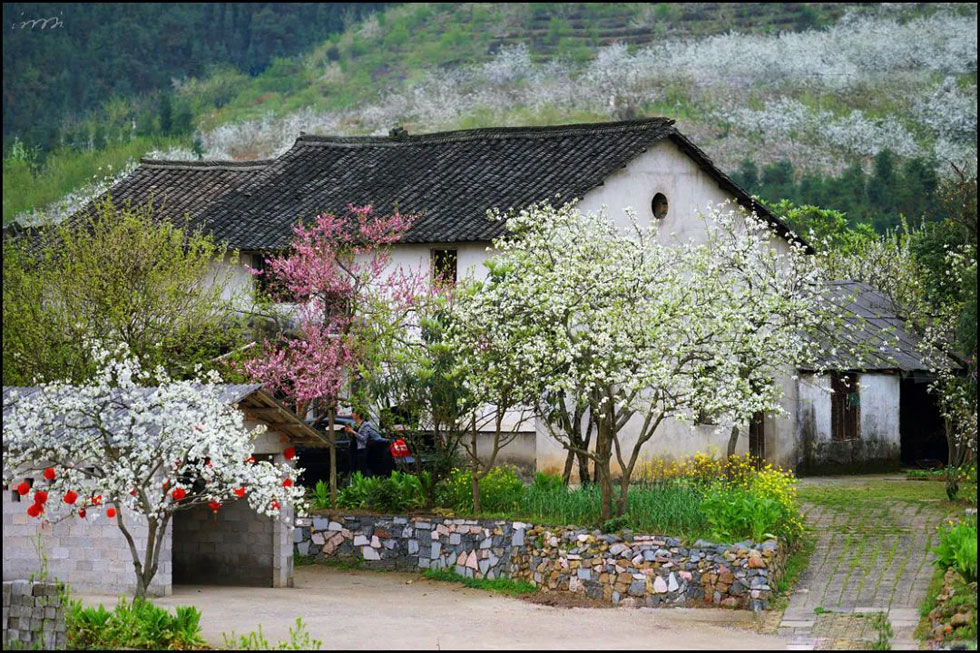 【春天，广西桂林灌阳县向您发出邀请！】我们在灌阳看梨花 - 游山玩水 - 遵义生活社区 - 遵义28生活网 zunyi.28life.com