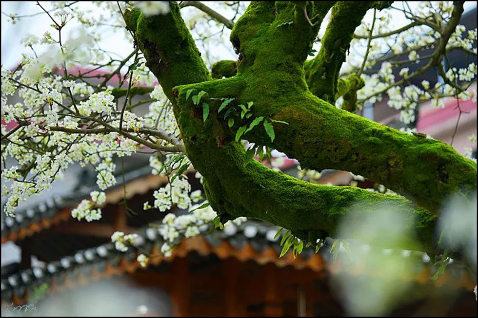 【春天，广西桂林灌阳县向您发出邀请！】我们在灌阳看梨花 - 游山玩水 - 遵义生活社区 - 遵义28生活网 zunyi.28life.com