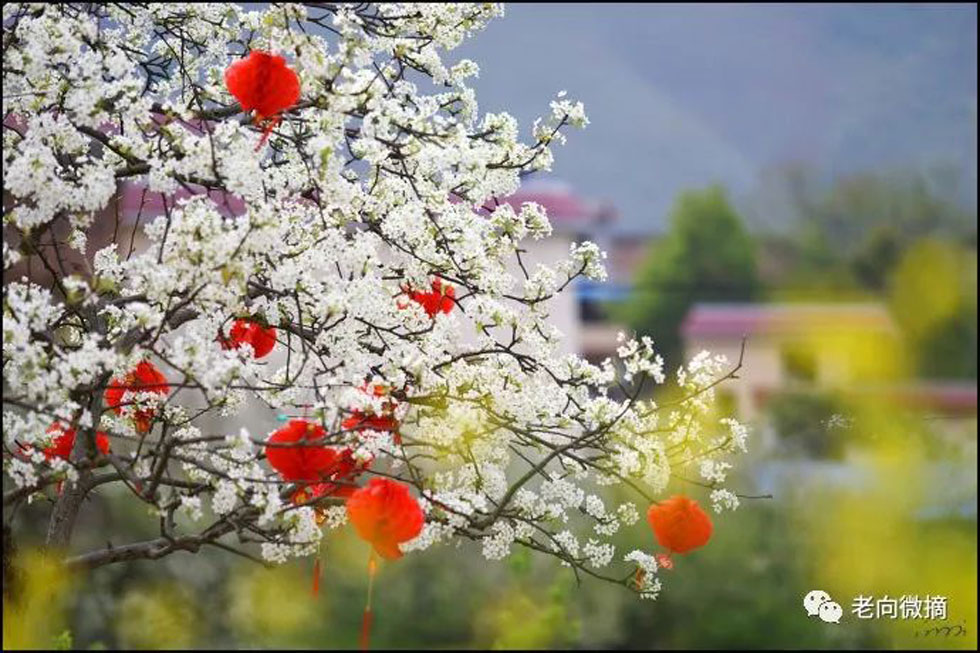 【春天，广西桂林灌阳县向您发出邀请！】我们在灌阳看梨花 - 游山玩水 - 遵义生活社区 - 遵义28生活网 zunyi.28life.com