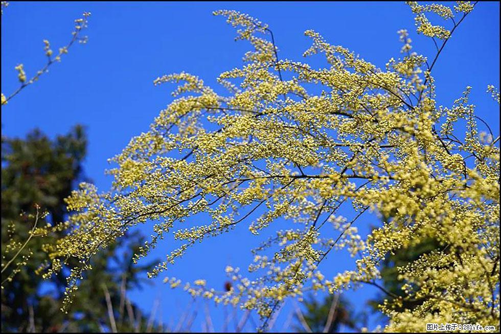 【春天,广西桂林灌阳县向您发出邀请!】米珠山前有片山苍子花在飘香 - 游山玩水 - 遵义生活社区 - 遵义28生活网 zunyi.28life.com