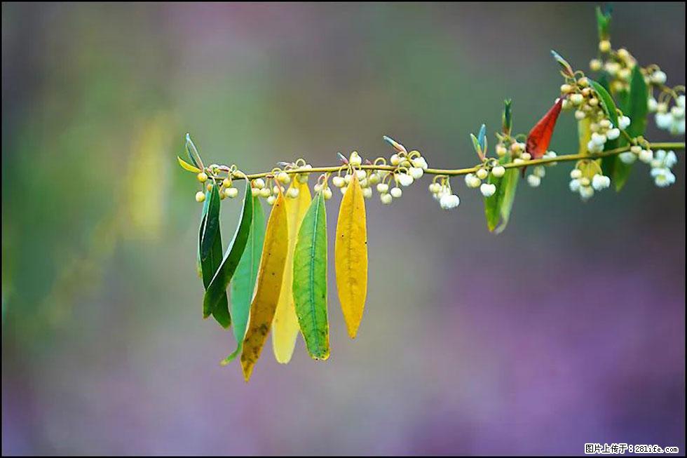 【春天,广西桂林灌阳县向您发出邀请!】米珠山前有片山苍子花在飘香 - 游山玩水 - 遵义生活社区 - 遵义28生活网 zunyi.28life.com