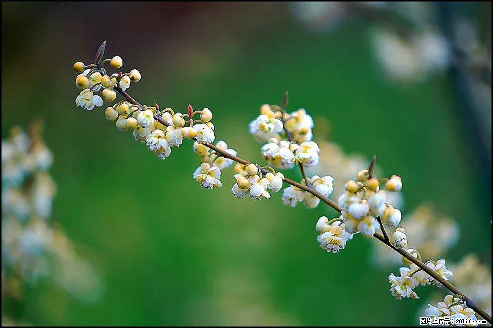 【春天,广西桂林灌阳县向您发出邀请!】米珠山前有片山苍子花在飘香 - 游山玩水 - 遵义生活社区 - 遵义28生活网 zunyi.28life.com