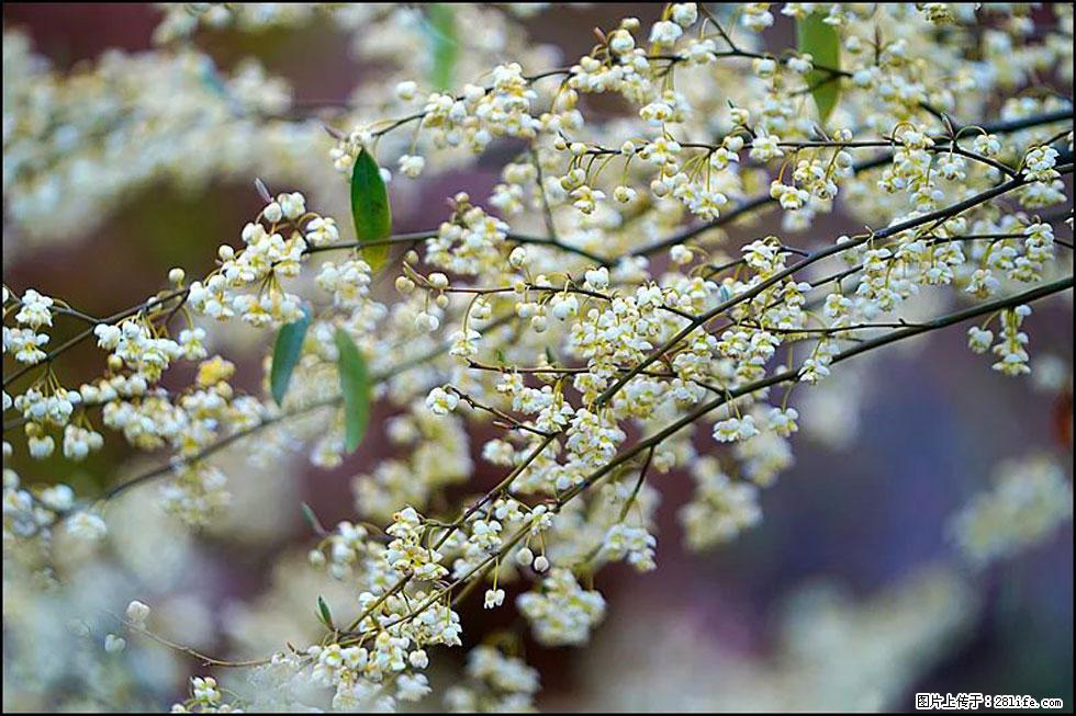 【春天,广西桂林灌阳县向您发出邀请!】米珠山前有片山苍子花在飘香 - 游山玩水 - 遵义生活社区 - 遵义28生活网 zunyi.28life.com