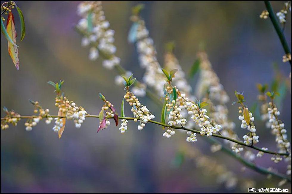 【春天,广西桂林灌阳县向您发出邀请!】米珠山前有片山苍子花在飘香 - 游山玩水 - 遵义生活社区 - 遵义28生活网 zunyi.28life.com