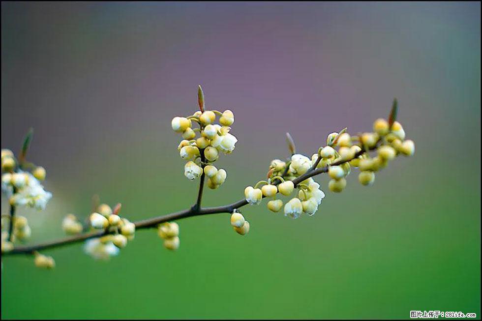 【春天,广西桂林灌阳县向您发出邀请!】米珠山前有片山苍子花在飘香 - 游山玩水 - 遵义生活社区 - 遵义28生活网 zunyi.28life.com