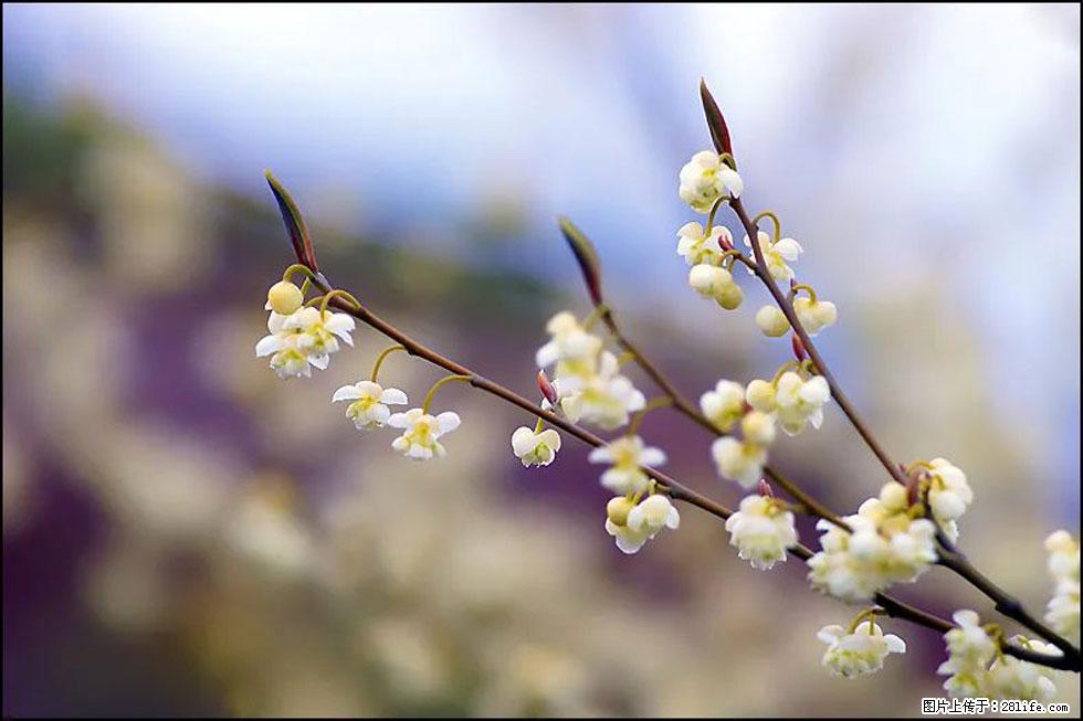 【春天,广西桂林灌阳县向您发出邀请!】米珠山前有片山苍子花在飘香 - 游山玩水 - 遵义生活社区 - 遵义28生活网 zunyi.28life.com