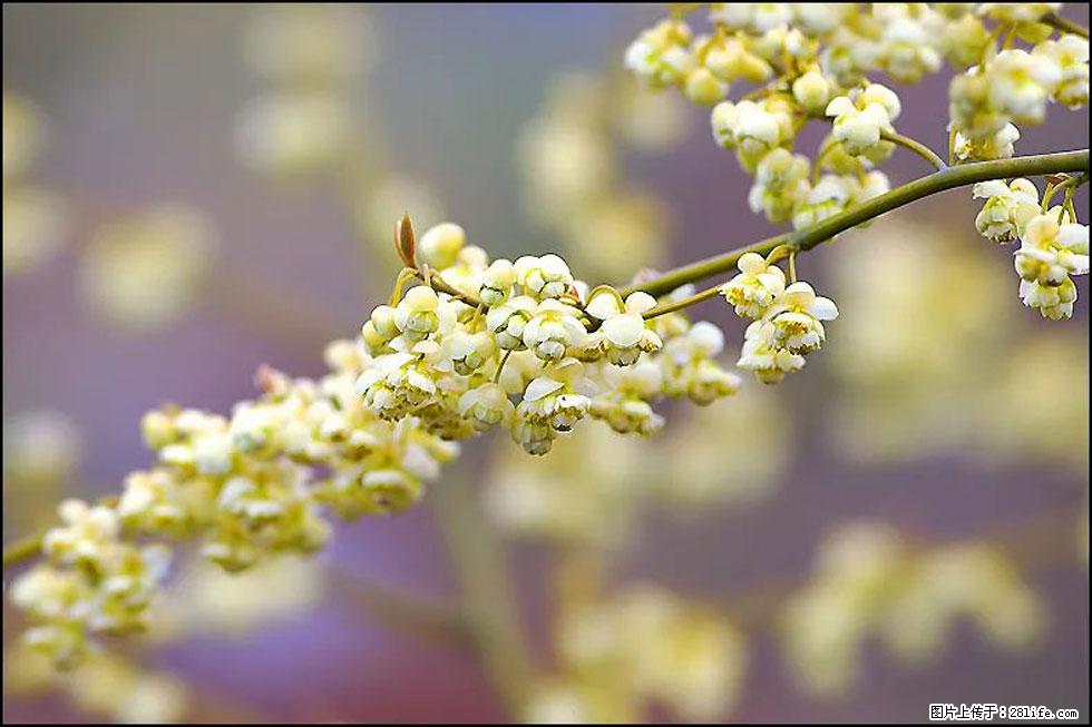 【春天,广西桂林灌阳县向您发出邀请!】米珠山前有片山苍子花在飘香 - 游山玩水 - 遵义生活社区 - 遵义28生活网 zunyi.28life.com