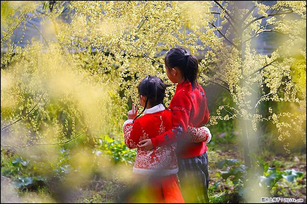 【春天,广西桂林灌阳县向您发出邀请!】米珠山前有片山苍子花在飘香 - 游山玩水 - 遵义生活社区 - 遵义28生活网 zunyi.28life.com