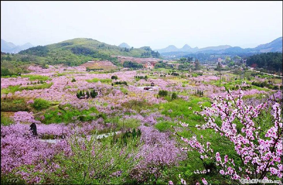 【春天，广西桂林灌阳县向您发出邀请！】官庄村有个醉美的桃花园 - 游山玩水 - 遵义生活社区 - 遵义28生活网 zunyi.28life.com