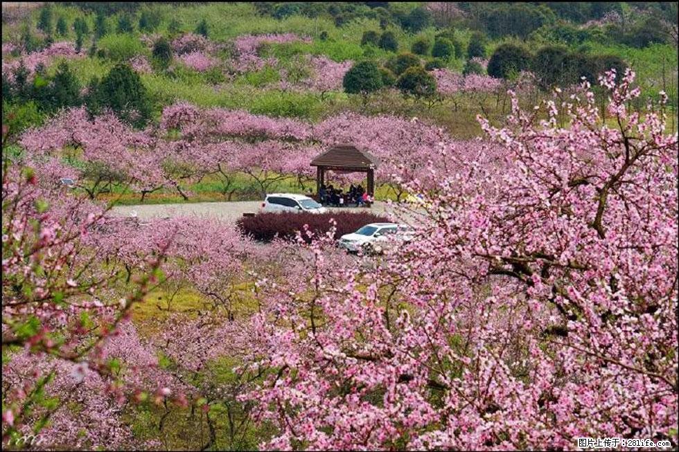 【春天，广西桂林灌阳县向您发出邀请！】官庄村有个醉美的桃花园 - 游山玩水 - 遵义生活社区 - 遵义28生活网 zunyi.28life.com