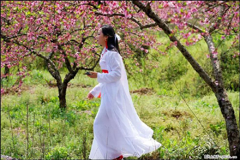 【春天，广西桂林灌阳县向您发出邀请！】官庄村有个醉美的桃花园 - 游山玩水 - 遵义生活社区 - 遵义28生活网 zunyi.28life.com