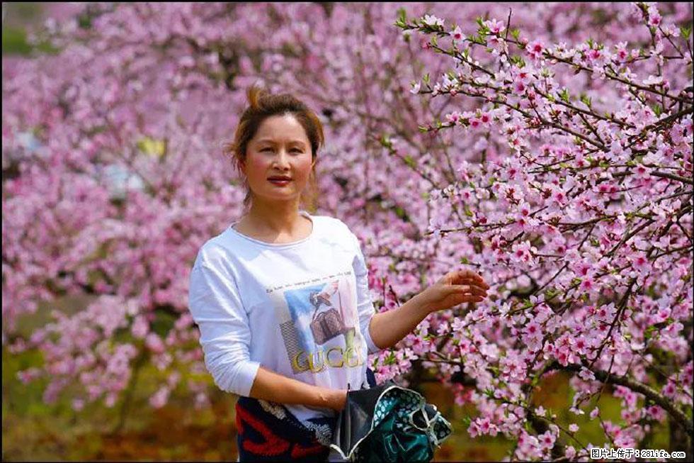 【春天，广西桂林灌阳县向您发出邀请！】官庄村有个醉美的桃花园 - 游山玩水 - 遵义生活社区 - 遵义28生活网 zunyi.28life.com