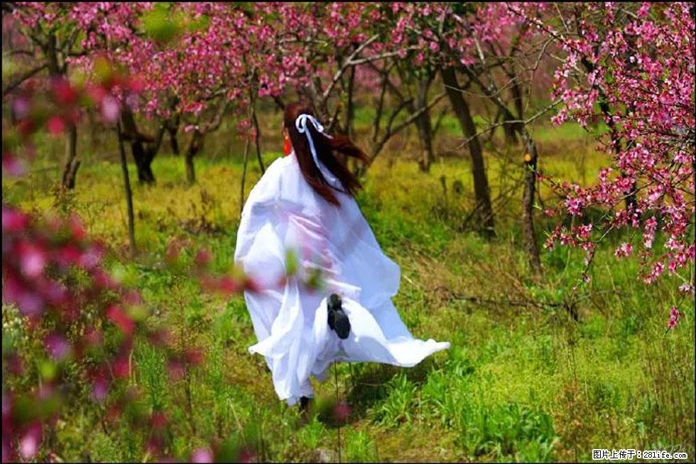 【春天，广西桂林灌阳县向您发出邀请！】官庄村有个醉美的桃花园 - 游山玩水 - 遵义生活社区 - 遵义28生活网 zunyi.28life.com