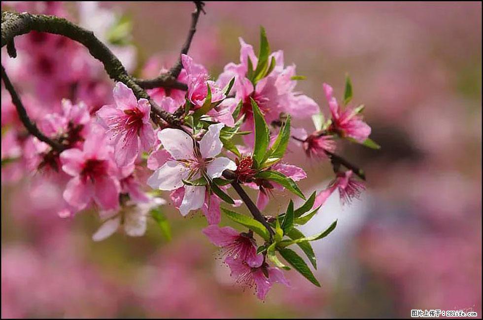 【春天，广西桂林灌阳县向您发出邀请！】官庄村有个醉美的桃花园 - 游山玩水 - 遵义生活社区 - 遵义28生活网 zunyi.28life.com