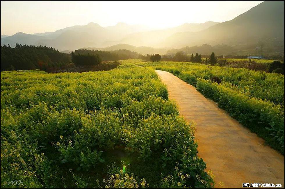 【春天，广西桂林灌阳县向您发出邀请！】长坪村油菜盛情花开 - 游山玩水 - 遵义生活社区 - 遵义28生活网 zunyi.28life.com