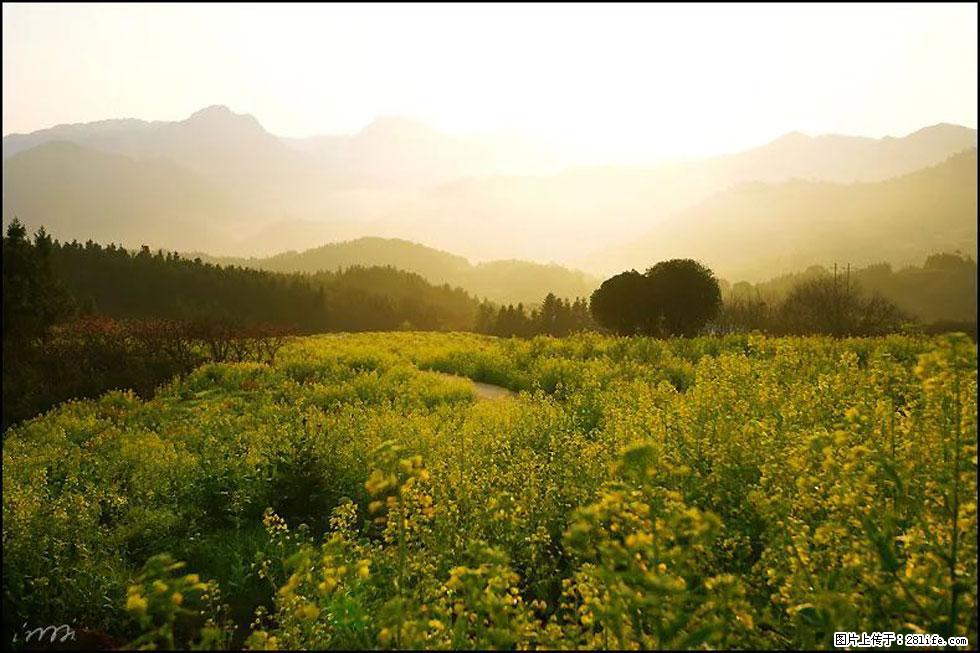 【春天，广西桂林灌阳县向您发出邀请！】长坪村油菜盛情花开 - 游山玩水 - 遵义生活社区 - 遵义28生活网 zunyi.28life.com