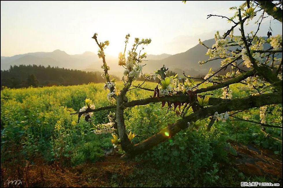 【春天，广西桂林灌阳县向您发出邀请！】长坪村油菜盛情花开 - 游山玩水 - 遵义生活社区 - 遵义28生活网 zunyi.28life.com