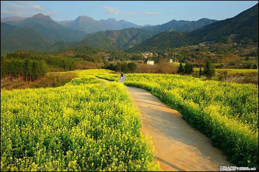 【春天，广西桂林灌阳县向您发出邀请！】长坪村油菜盛情花开 - 游山玩水 - 遵义生活社区 - 遵义28生活网 zunyi.28life.com