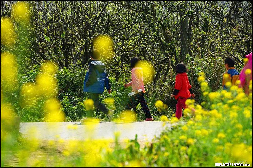 【春天，广西桂林灌阳县向您发出邀请！】长坪村油菜盛情花开 - 游山玩水 - 遵义生活社区 - 遵义28生活网 zunyi.28life.com