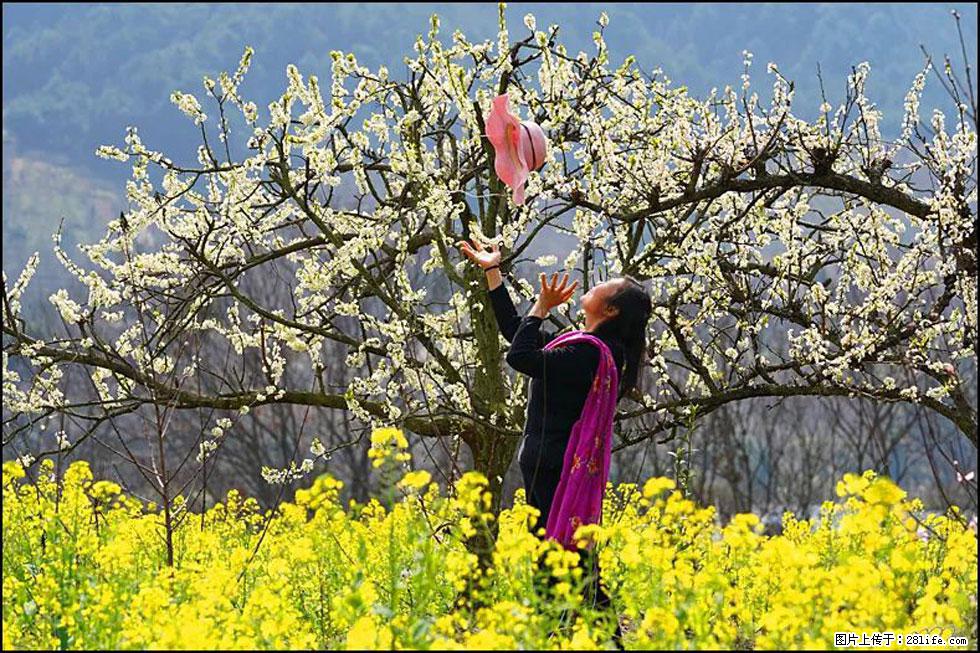 【春天，广西桂林灌阳县向您发出邀请！】长坪村油菜盛情花开 - 游山玩水 - 遵义生活社区 - 遵义28生活网 zunyi.28life.com