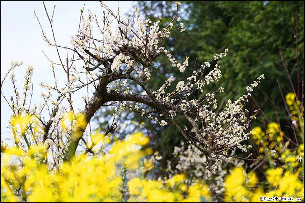 【春天，广西桂林灌阳县向您发出邀请！】长坪村油菜盛情花开 - 游山玩水 - 遵义生活社区 - 遵义28生活网 zunyi.28life.com
