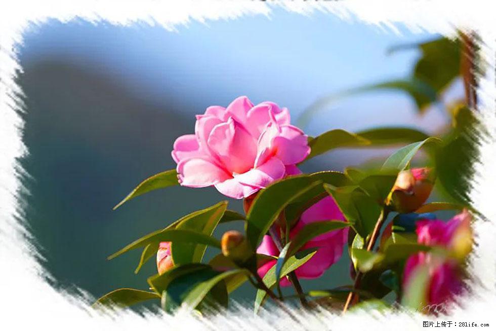 【春天，广西桂林灌阳县向您发出邀请！】杨柳井茶花惹人爱 - 游山玩水 - 遵义生活社区 - 遵义28生活网 zunyi.28life.com