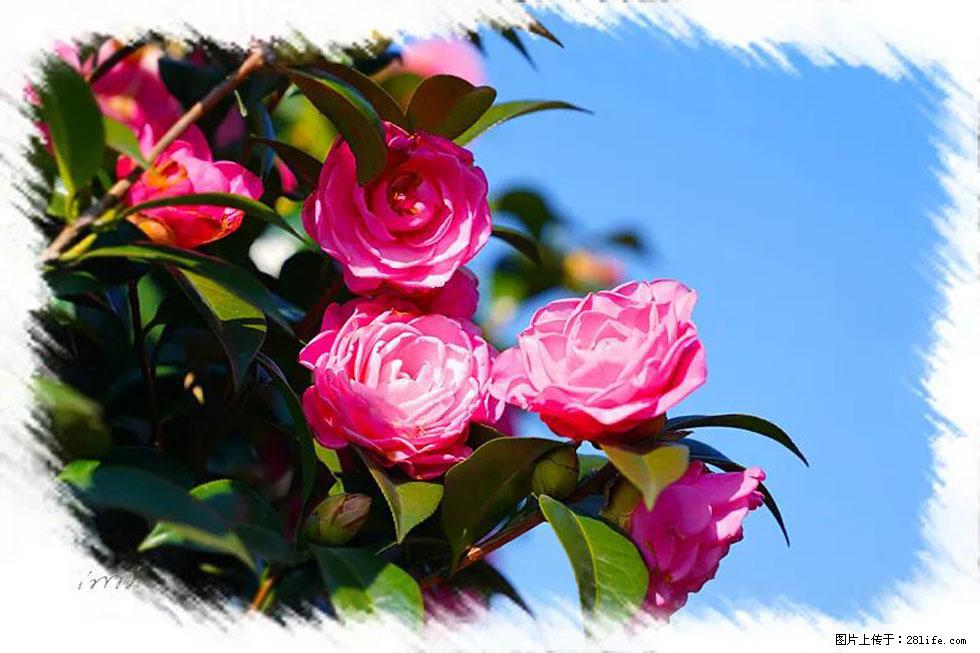 【春天，广西桂林灌阳县向您发出邀请！】杨柳井茶花惹人爱 - 游山玩水 - 遵义生活社区 - 遵义28生活网 zunyi.28life.com