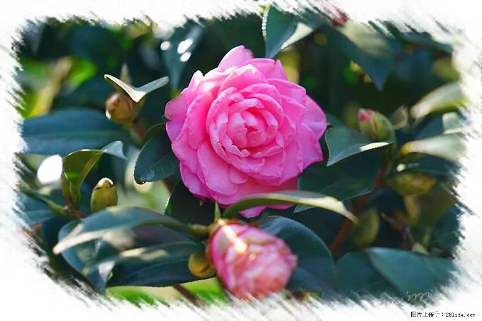 【春天，广西桂林灌阳县向您发出邀请！】杨柳井茶花惹人爱 - 游山玩水 - 遵义生活社区 - 遵义28生活网 zunyi.28life.com