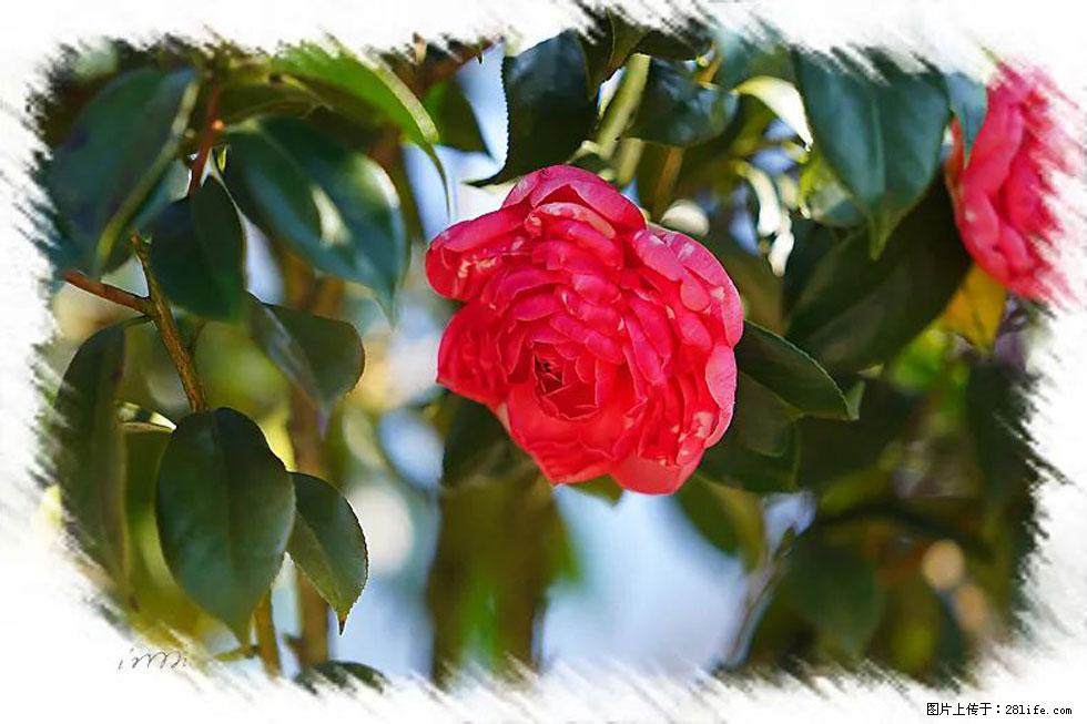 【春天，广西桂林灌阳县向您发出邀请！】杨柳井茶花惹人爱 - 游山玩水 - 遵义生活社区 - 遵义28生活网 zunyi.28life.com