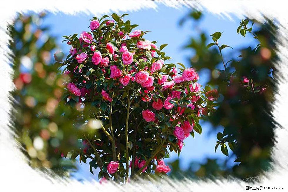 【春天，广西桂林灌阳县向您发出邀请！】杨柳井茶花惹人爱 - 游山玩水 - 遵义生活社区 - 遵义28生活网 zunyi.28life.com