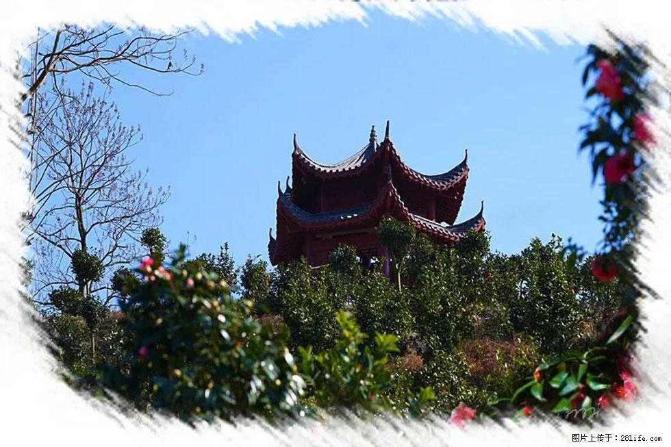 【春天，广西桂林灌阳县向您发出邀请！】杨柳井茶花惹人爱 - 游山玩水 - 遵义生活社区 - 遵义28生活网 zunyi.28life.com