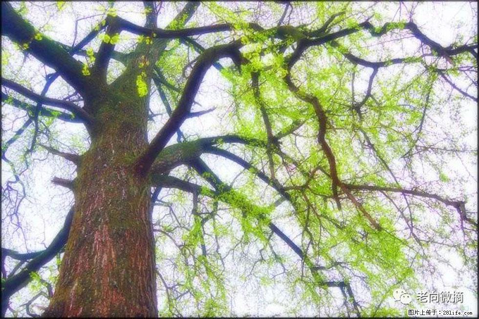 【春天,广西桂林灌阳县向您发出邀请!】在小龙村与春天约会 - 游山玩水 - 遵义生活社区 - 遵义28生活网 zunyi.28life.com