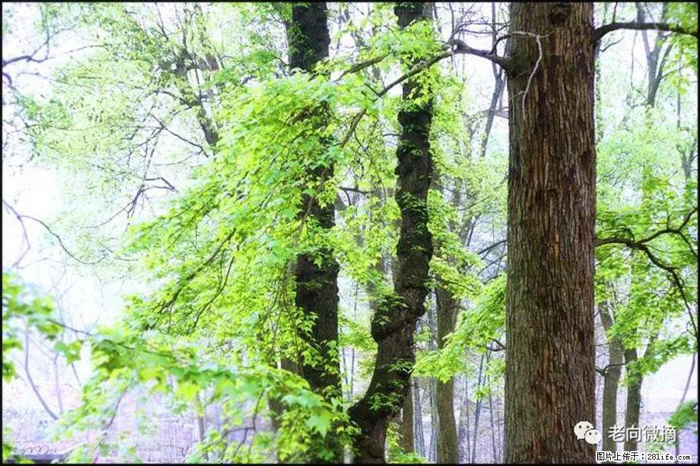 【春天,广西桂林灌阳县向您发出邀请!】在小龙村与春天约会 - 游山玩水 - 遵义生活社区 - 遵义28生活网 zunyi.28life.com