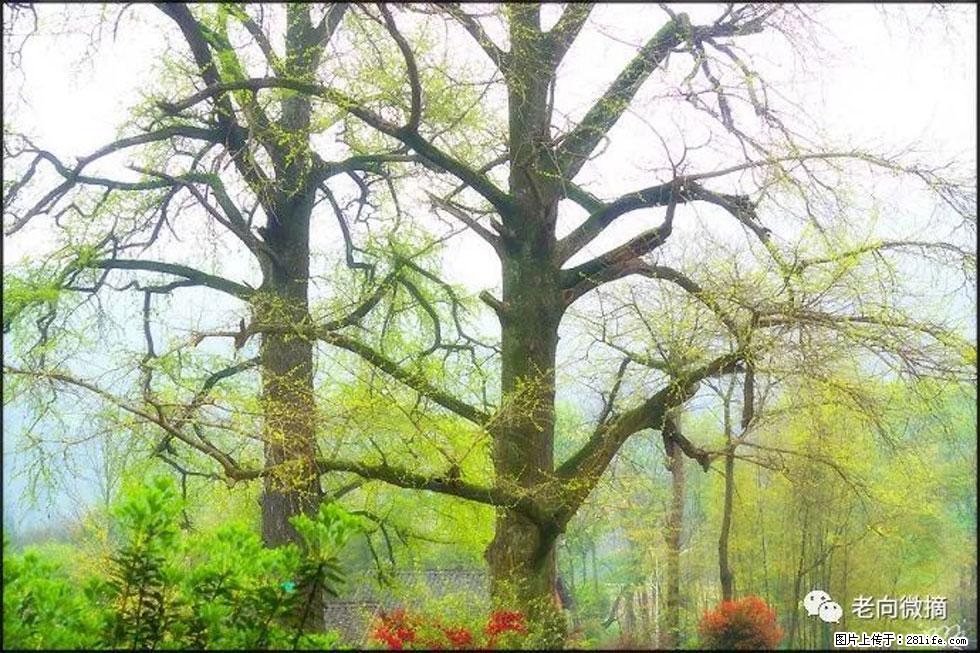 【春天,广西桂林灌阳县向您发出邀请!】在小龙村与春天约会 - 游山玩水 - 遵义生活社区 - 遵义28生活网 zunyi.28life.com