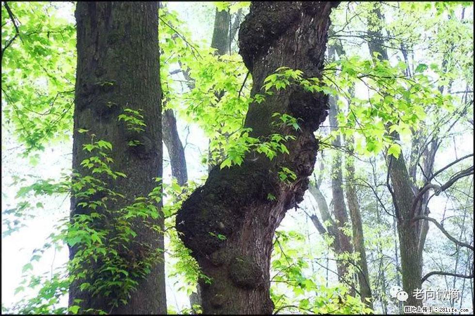 【春天,广西桂林灌阳县向您发出邀请!】在小龙村与春天约会 - 游山玩水 - 遵义生活社区 - 遵义28生活网 zunyi.28life.com