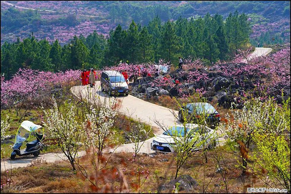 【春天,广西桂林灌阳县向您发出邀请!】望月岭上桃花开 - 游山玩水 - 遵义生活社区 - 遵义28生活网 zunyi.28life.com