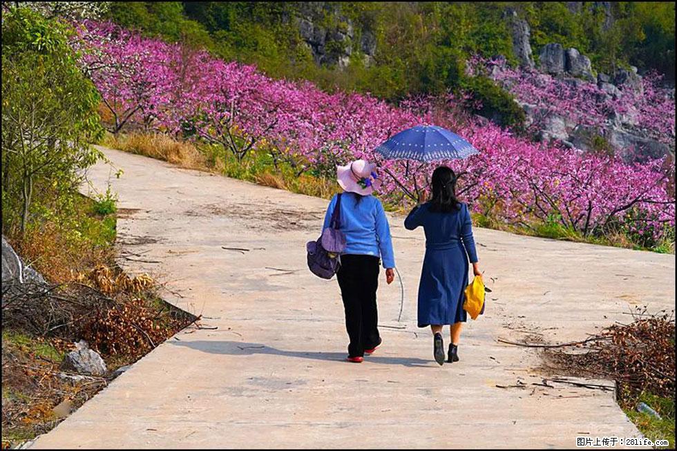 【春天,广西桂林灌阳县向您发出邀请!】望月岭上桃花开 - 游山玩水 - 遵义生活社区 - 遵义28生活网 zunyi.28life.com