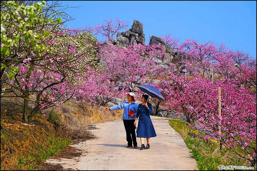 【春天,广西桂林灌阳县向您发出邀请!】望月岭上桃花开 - 游山玩水 - 遵义生活社区 - 遵义28生活网 zunyi.28life.com