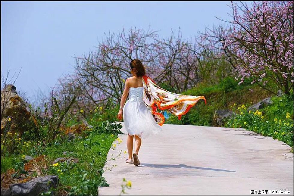 【春天,广西桂林灌阳县向您发出邀请!】望月岭上桃花开 - 游山玩水 - 遵义生活社区 - 遵义28生活网 zunyi.28life.com