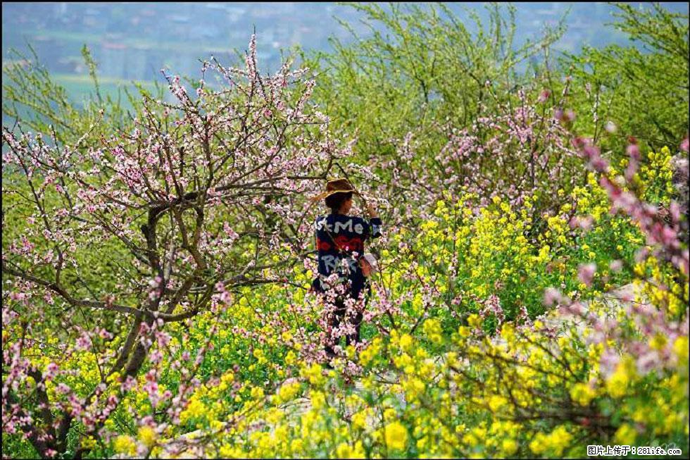 【春天,广西桂林灌阳县向您发出邀请!】望月岭上桃花开 - 游山玩水 - 遵义生活社区 - 遵义28生活网 zunyi.28life.com