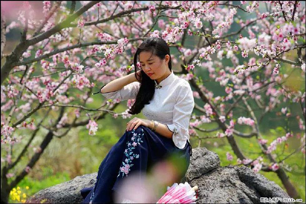 【春天,广西桂林灌阳县向您发出邀请!】望月岭上桃花开 - 游山玩水 - 遵义生活社区 - 遵义28生活网 zunyi.28life.com