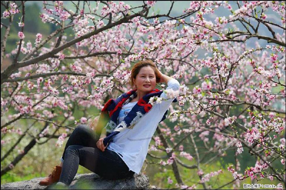 【春天,广西桂林灌阳县向您发出邀请!】望月岭上桃花开 - 游山玩水 - 遵义生活社区 - 遵义28生活网 zunyi.28life.com