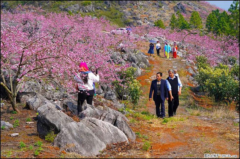 【春天,广西桂林灌阳县向您发出邀请!】望月岭上桃花开 - 游山玩水 - 遵义生活社区 - 遵义28生活网 zunyi.28life.com