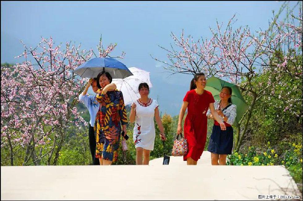 【春天,广西桂林灌阳县向您发出邀请!】望月岭上桃花开 - 游山玩水 - 遵义生活社区 - 遵义28生活网 zunyi.28life.com