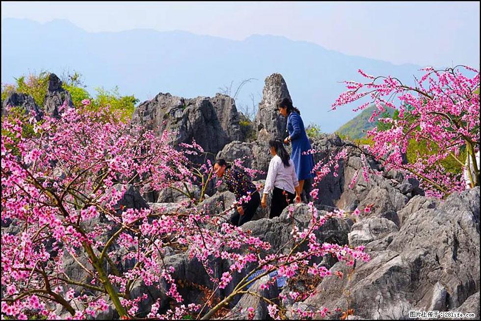 【春天,广西桂林灌阳县向您发出邀请!】望月岭上桃花开 - 游山玩水 - 遵义生活社区 - 遵义28生活网 zunyi.28life.com
