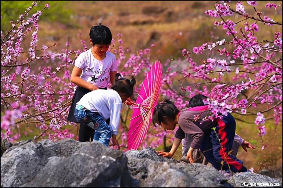 【春天,广西桂林灌阳县向您发出邀请!】望月岭上桃花开 - 游山玩水 - 遵义生活社区 - 遵义28生活网 zunyi.28life.com